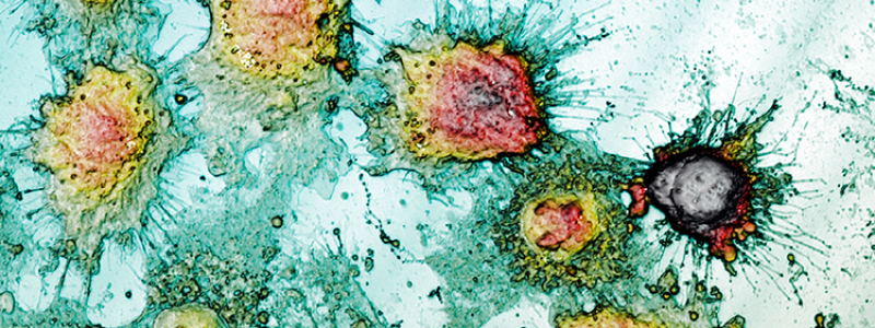 Morphologische Oberflächenanalyse zur Untersuchung der Zelllebensfähigkeit